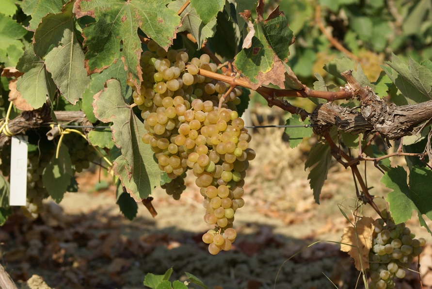 Vendemmia in Veneto a partire dalla metà di agosto, iniziando con le uve per le basi spumante: Pinot e Chardonnay