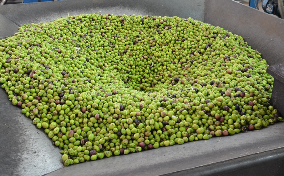 Olio extravergine di oliva: a Latina “EXPO: Salone dell’Olio, delle Olive e dei Sapori Pontini”, il 9 e 10 febbraio 2019