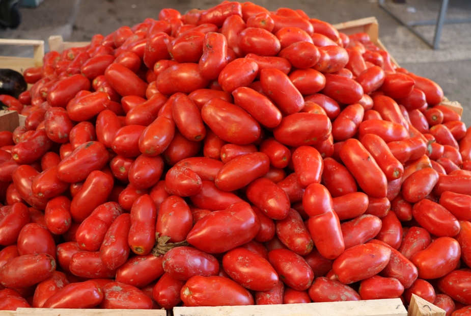 Pomodori, il Nord Italia rappresenta la metà della produzione nazionale. Raccolta iniziata, coinvolte 7.000 imprese agricole