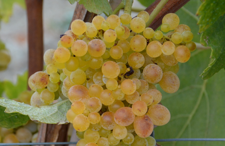 Il vino traina lo sviluppo economico dei territori: gli esempi di Etna (Sicilia), Langhe (Piemonte) e Montalcino (Toscana)