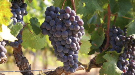 Copagri: al Vinitaly 2024 attenzione concentrata sui vigneti e vini biologici. Spazio espositivo nel Padiglione 7 di Veronafiere